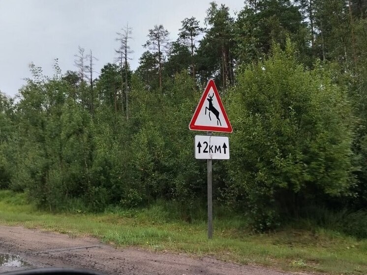 Лось вышел к людям в парке Монрепо и прогулялся по тропинке