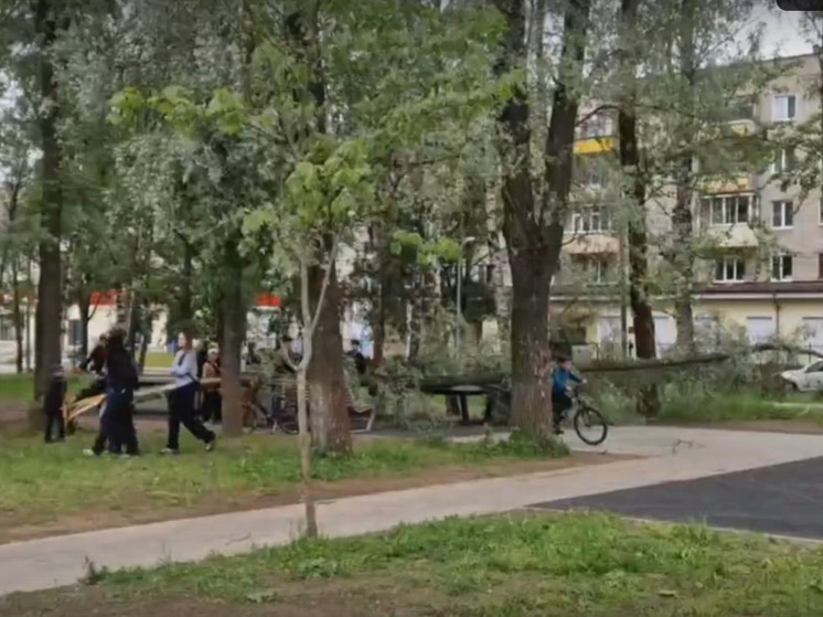 В Ярославле дерево упало на теннисные столы в парке