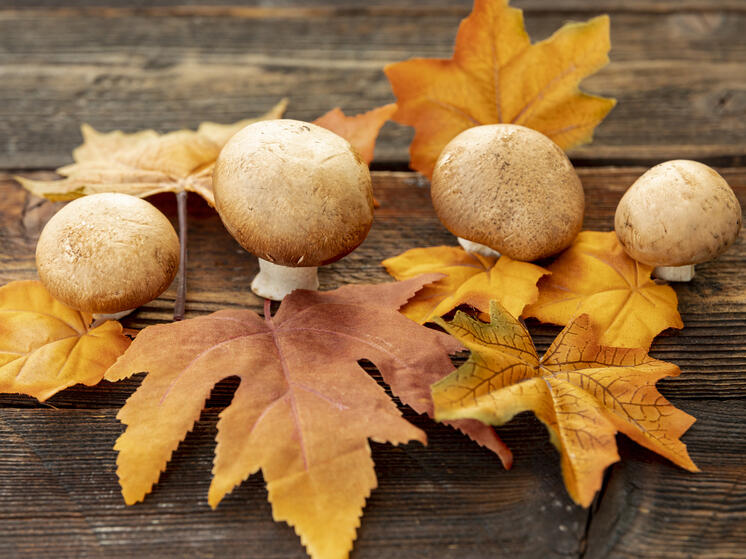 В Марий Эл официально открыт сезон белых грибов