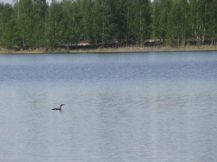В Вязниковском районе замечены редкие чернозобые гагары