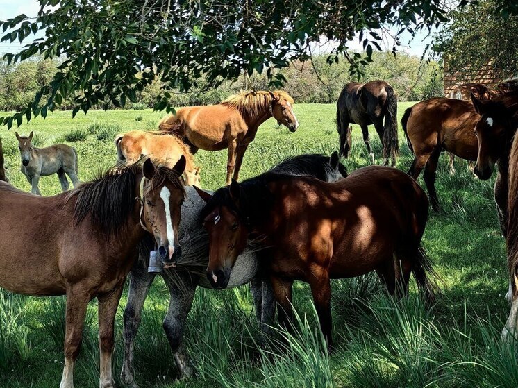 В Хакасии начались конноспортивные соревнования с забегом на 10 км