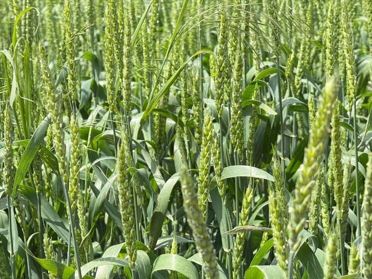 Шторм в Ингушетии уничтожил почти две тысячи гектаров посевов