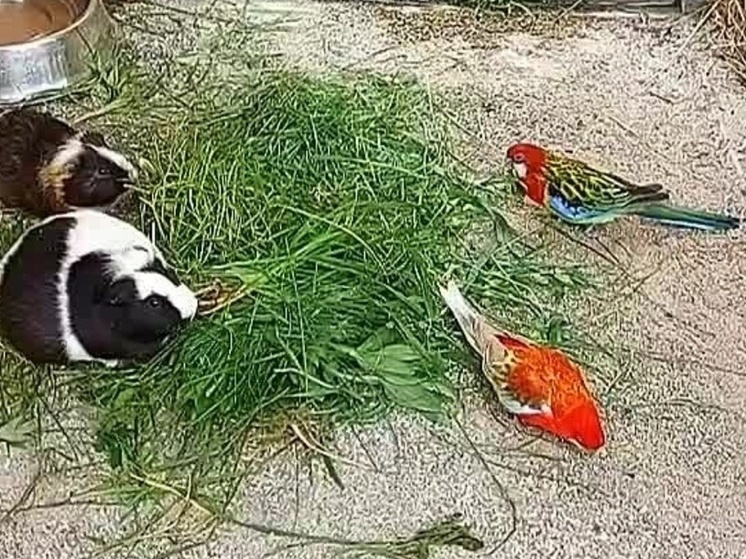 Обитатели зоопарка Хакасии разделили трапезу в праздничные выходные