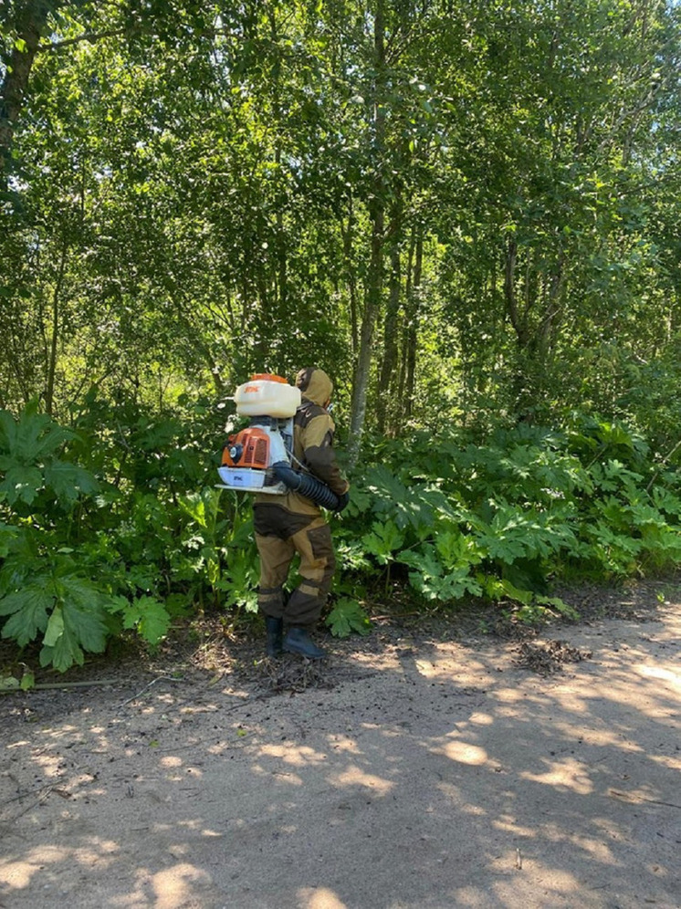 В Торопецком округе Тверской области ведут борьбу с борщевиком