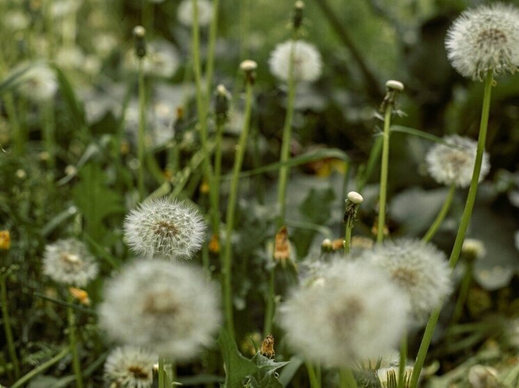 В Хабаровске 15 июня солнечно и до +27 градусов