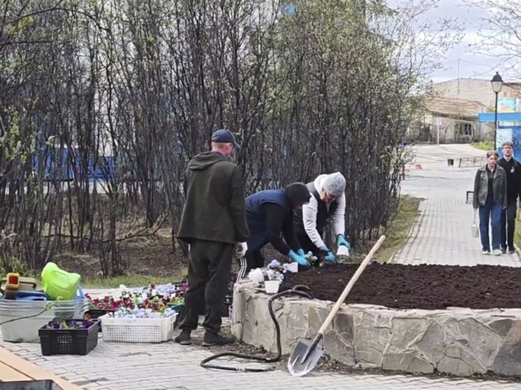 Около четырёх тысяч цветов высадят на улицах Билибино