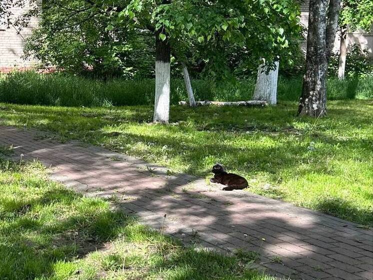 В Воронеж придет теплая погода после дождей
