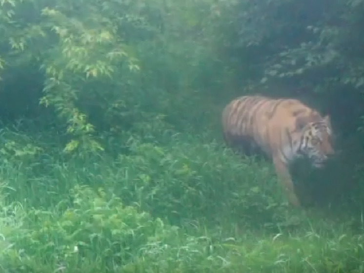 В Приморье тигра из Ольгинского района не вернут в дикую среду
