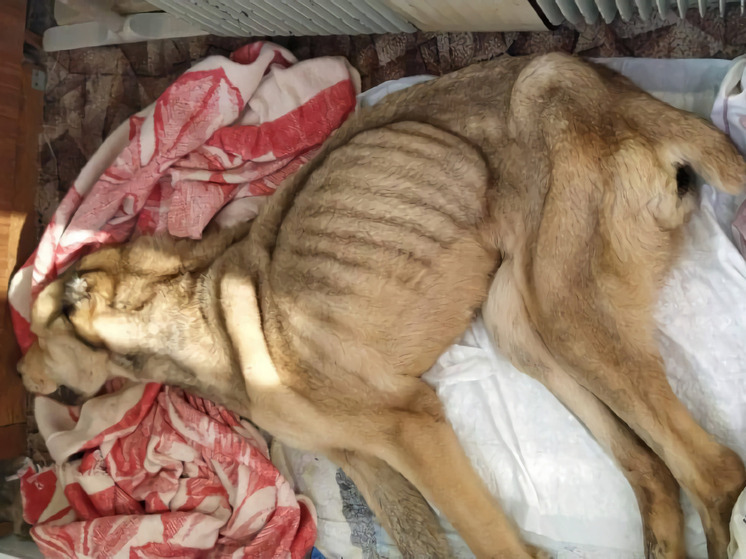 В Находке от голодной смерти и живодера спасли алабая