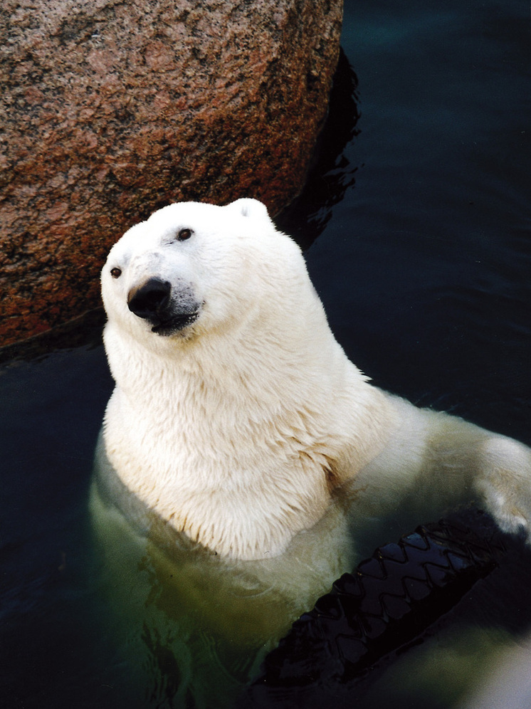 Prądy oceaniczne nadal rozprzestrzeniają zanieczyszczenie rtęcią w Arktyce
