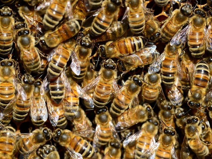 В Приморье стартовал сезон медосбора