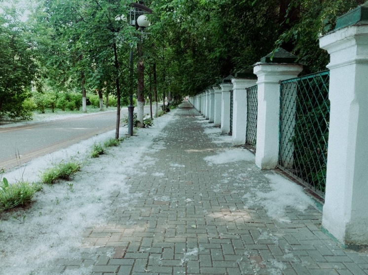 Тополиный пух укрыл улицы Томска пушистым покрывалом - фото