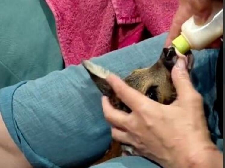 В калужском «Фениксе» откармливают малыша косули