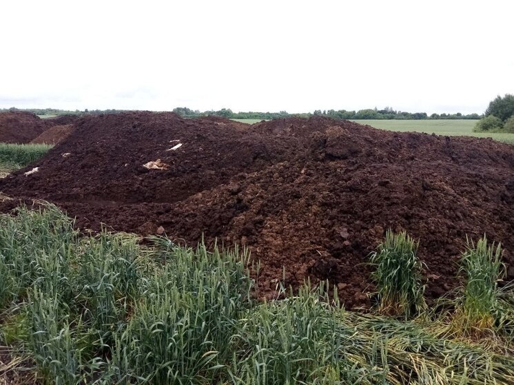 В Липецкой области тонны куриного помёта вывезли на берег реки Кшень