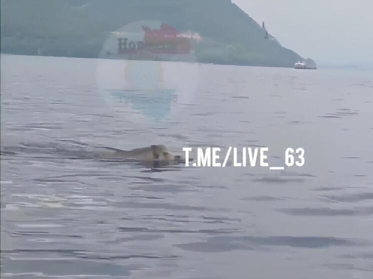 Житель Самары снял на видео целеустремленного дикого кабана посреди Волги