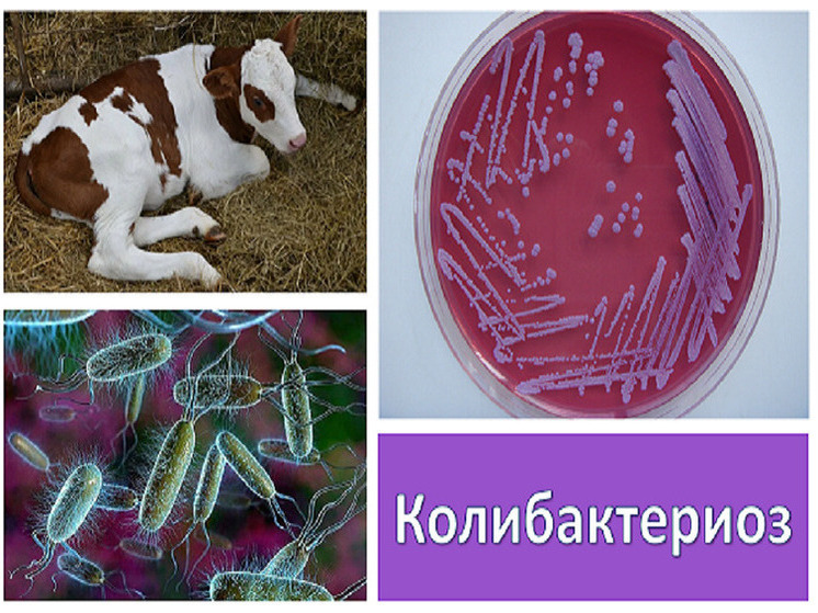 В Липецкой области выявили опасную инфекцию молодняка сельскохозяйственных животных