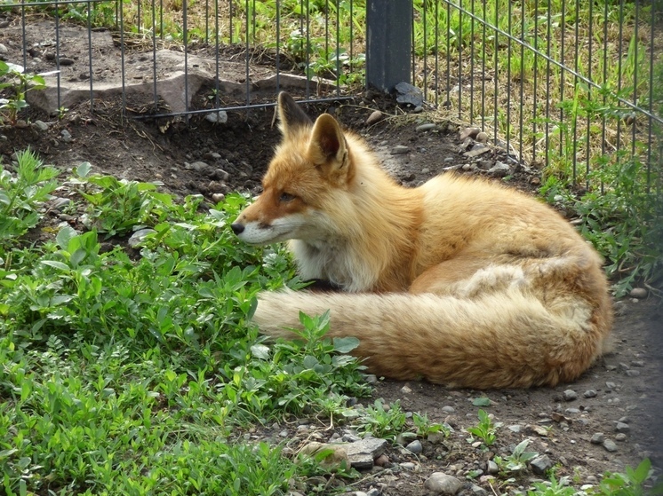 Природа заставила пушистых обитателей зоопарка Хакасии обрести лохматый вид