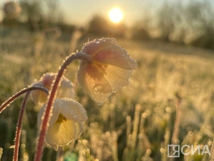 В Якутии ожидаются заморозки до -4°C и усиление ветра 16-17 июня