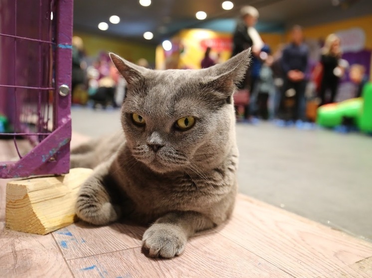 Волгоградцам дали рекомендации по уходу за домашними питомцами в семье с детьми