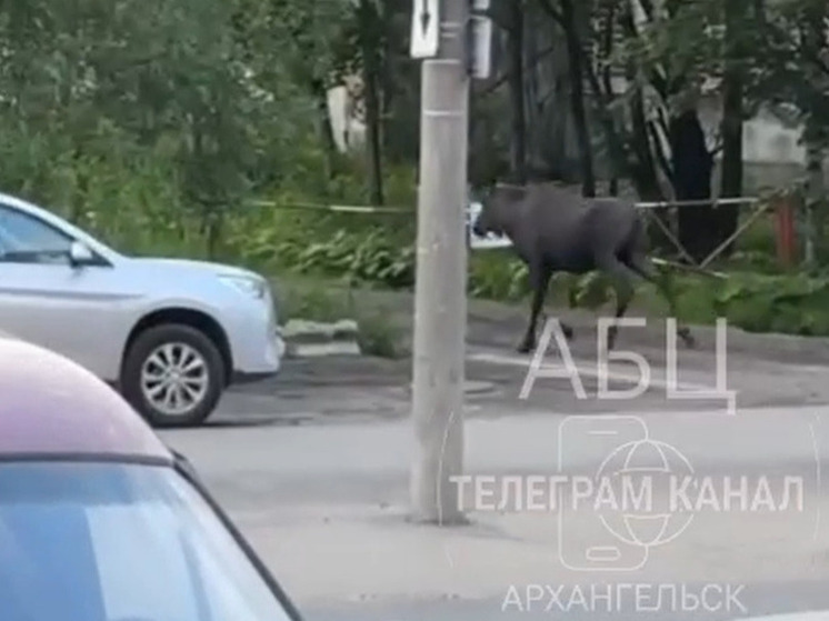 Лось пробежался по центру Архангельска
