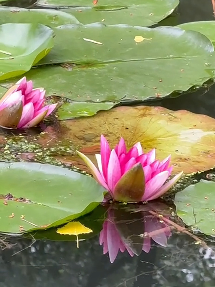В городском парке Новопавловска распустились кувшинки