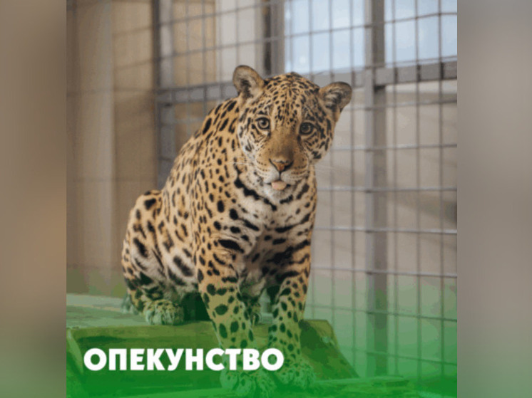 Ювелирная компания взяла под свою опеку леопарда из карельского зоопарка