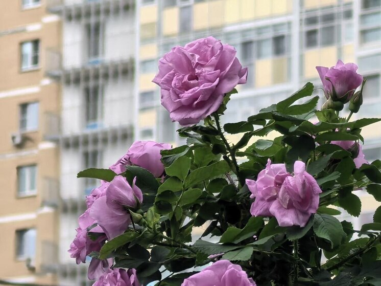 Магнитные бури в Хабаровске на неделю с 15 по 22 июня 2025 года