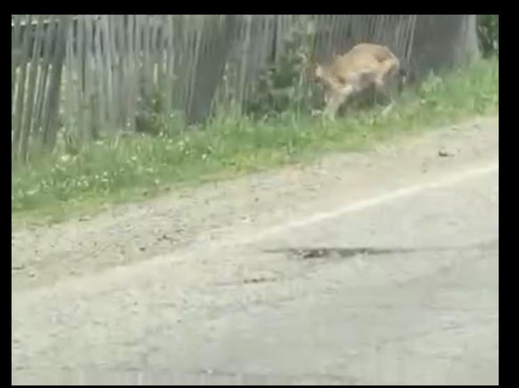 A very skinny lynx has arrived in a village in Khabarovsk Krai