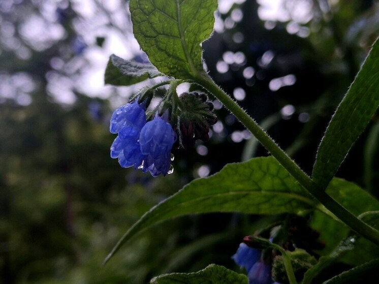 Мощный циклон обрушится на Амурскую область 16 июня