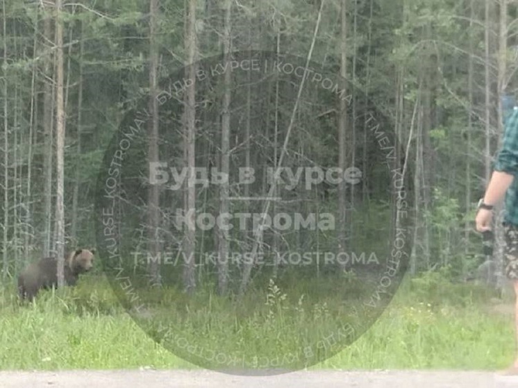 Слабоумие и отвага: костромич вышел из автомобиля, чтобы получше разглядеть медведя