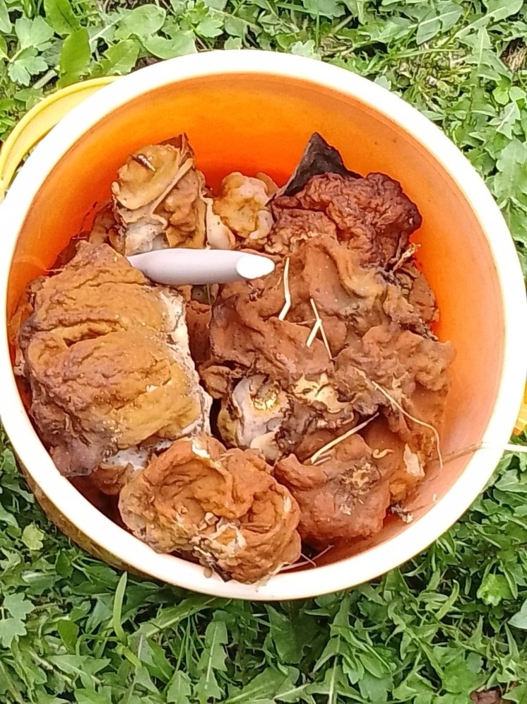 Калужские грибники ждут хороший урожай