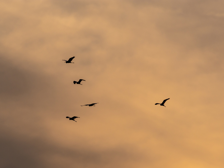 Птицы в Чернобыле живут по другим законам: радиация изменила их организм