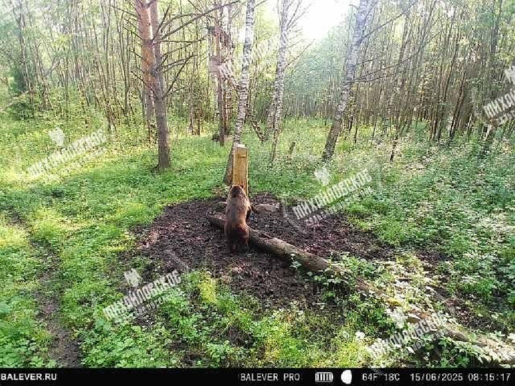 Медведь попал в кадр фотоловушки в лесу под Тверью
