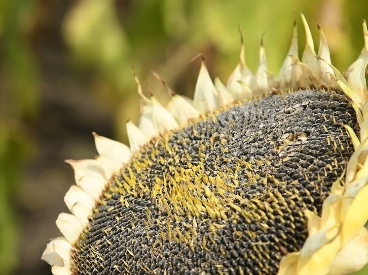 Ряд нарушений выявили при транспортировке семян в Волгоградской области