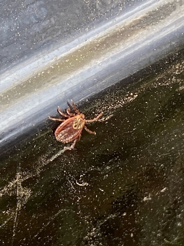 Клещи за неделю покусали более двухсот калужан