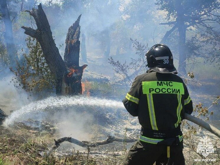 В Запорожской области появилась новая техника для защиты лесов от пожаров
