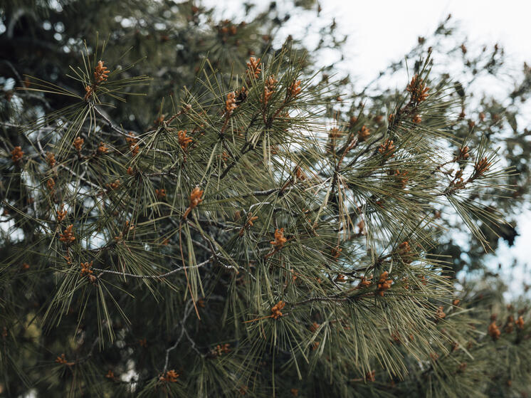 Томский журналист требует отправить министра природных ресурсов в отставку