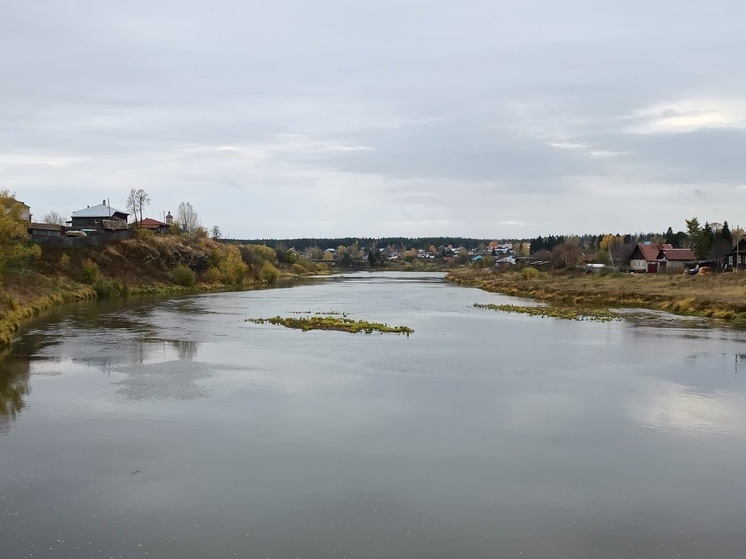 Прокуратура проверяет сообщения о массовом море рыбы в Туре