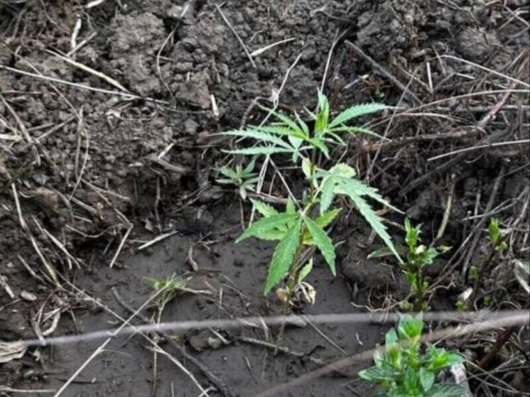 Пенсионерка из Каланчака выращивала коноплю на своем огороде