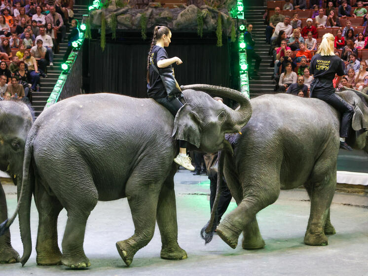 Депутат Бурматов: установка видеонаблюдения в цирках позволит разрешать спорные ситуации