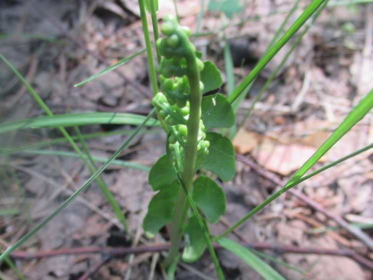 В нацпарке Марий Эл замечен редкий краснокнижный папоротник