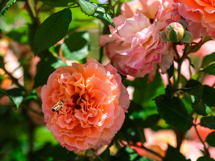 Цветущие розарии украшают воронежские парки и скверы