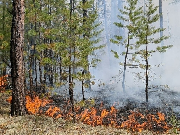 Более 1300 гектаров леса сгорело в Томской области с начала весны