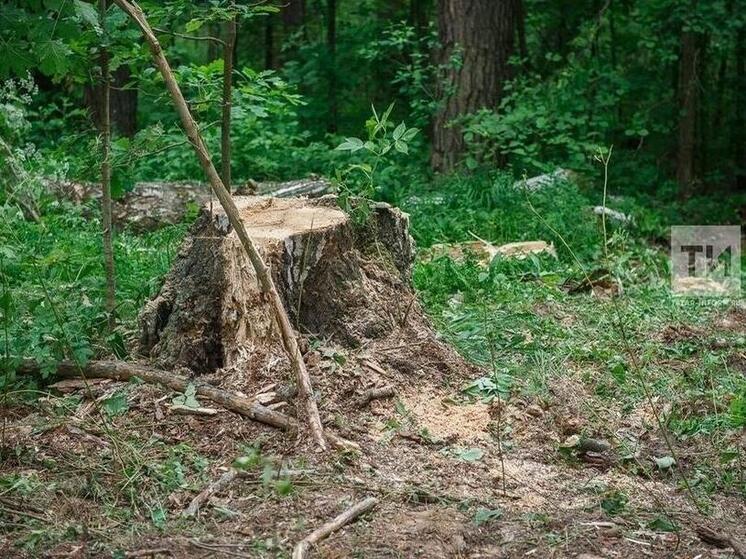 В рамках акции «Чистые леса Татарстана» участники собрали 400 кубометров отходов