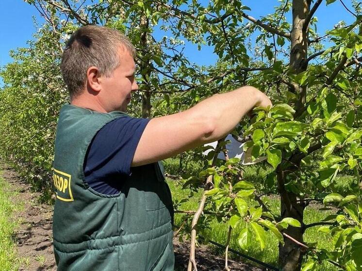 Карантинные зоны установили из-за вредителей установили в Рязанской области
