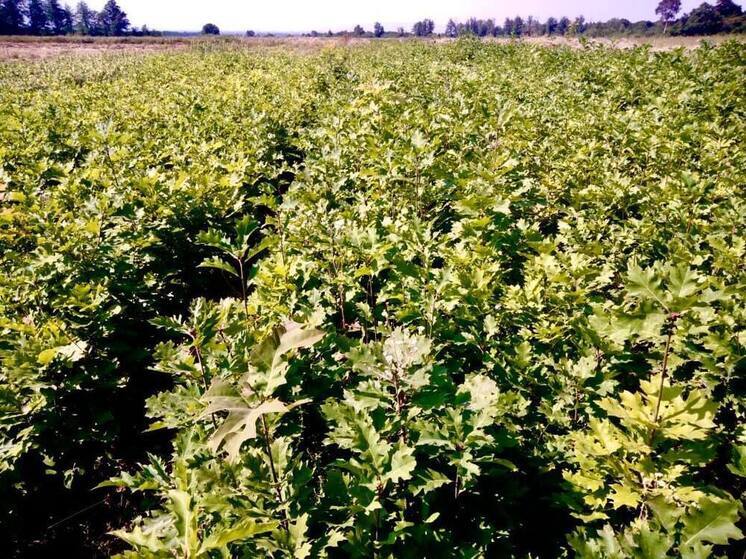 В Северной Осетии выращивают саженцы для Запорожской области