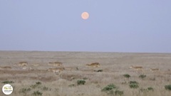 В Калмыкии записали  сайгачью эвфонию 