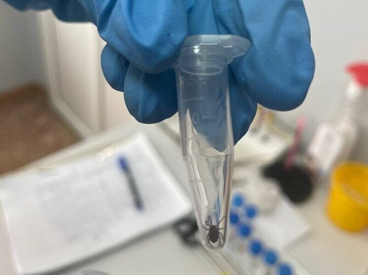 Клещи заразили опасными болезнями семь маленьких жителей Хакасии