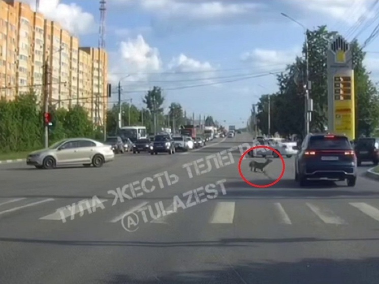 Косуля врезалась в машину на дороге в Привокзальном районе Тулы
