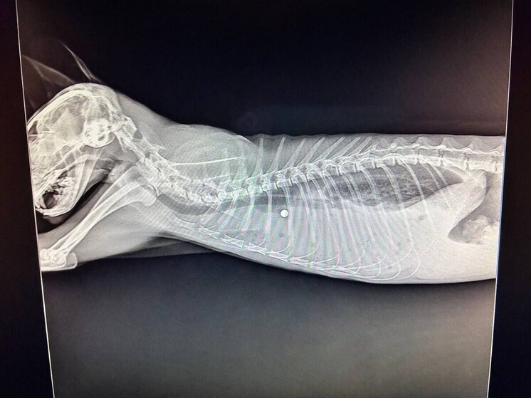 Банда подростков расстреляла домашнего кота из пневматики в Приморье